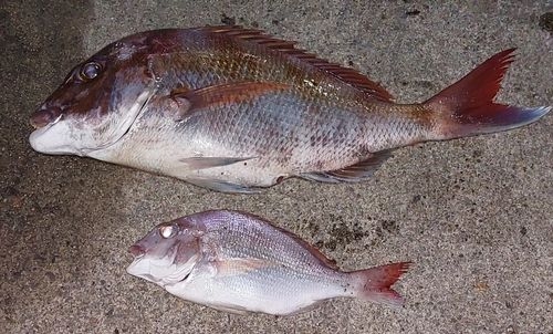 マダイの釣果