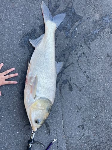 ハクレンの釣果
