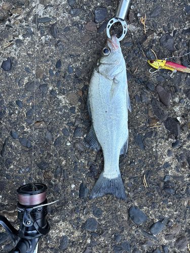 セイゴ（ヒラスズキ）の釣果