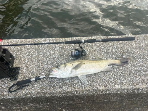 セイゴ（マルスズキ）の釣果