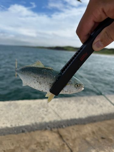 ワカシの釣果