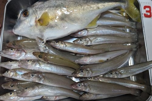 キスの釣果