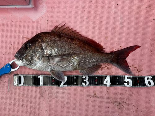 タイの釣果