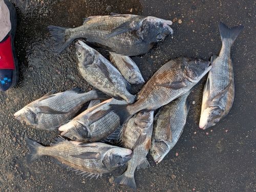 チヌの釣果