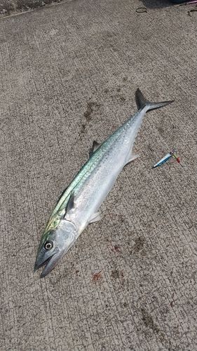 サゴシの釣果