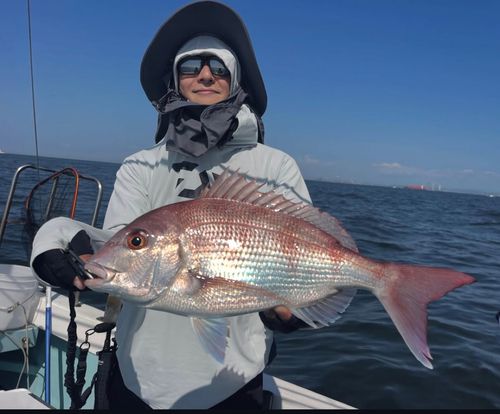 マダイの釣果