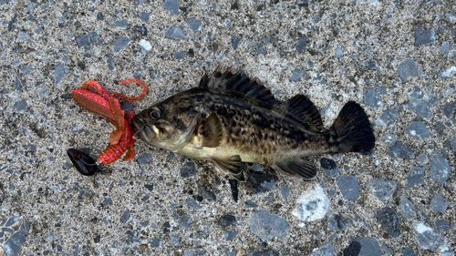 クロソイの釣果