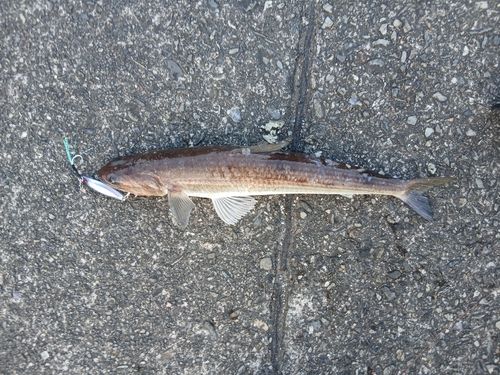 エソの釣果