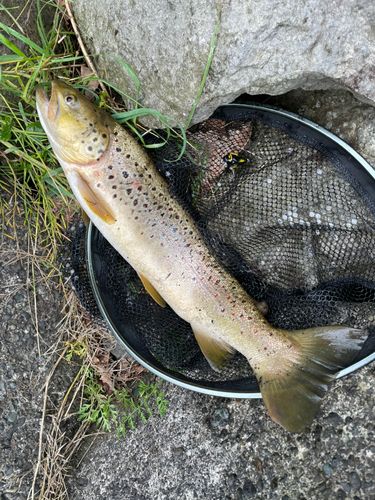 ブラウントラウトの釣果