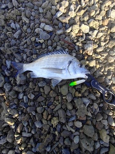 ミナミクロダイの釣果