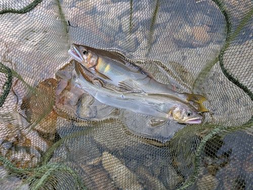 アユの釣果