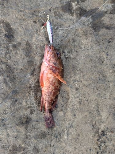 カサゴの釣果