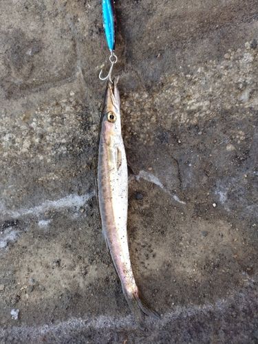 カマスの釣果