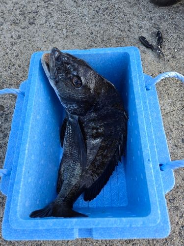 クロダイの釣果