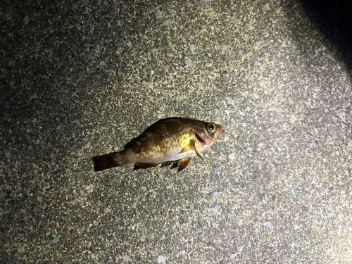 アカメバルの釣果