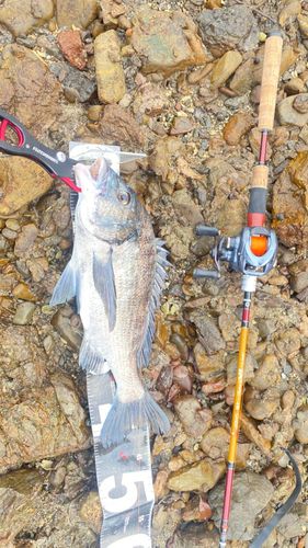 チヌの釣果
