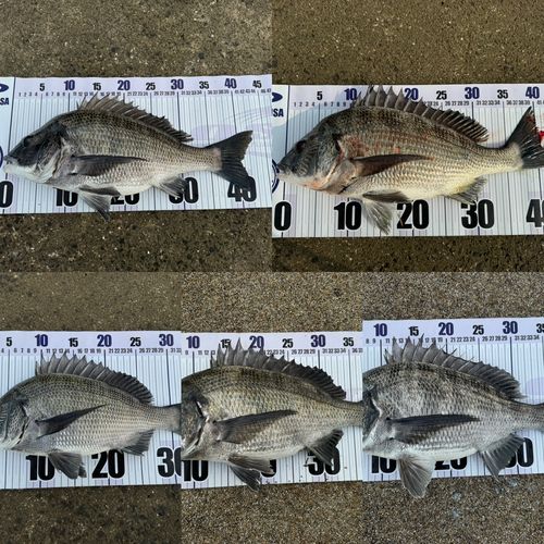 チヌの釣果