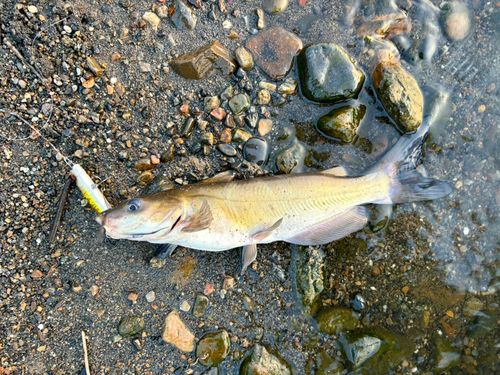 アメリカナマズの釣果
