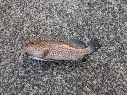 オオモンハタの釣果