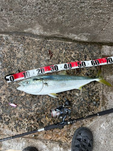 ハマチの釣果