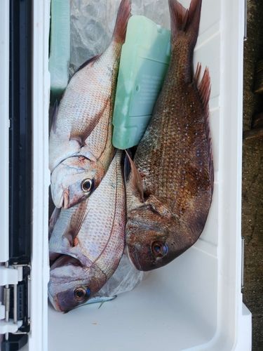 マダイの釣果