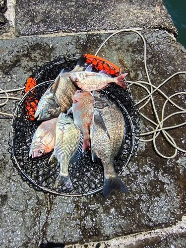 マダイの釣果