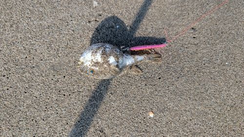 クサフグの釣果