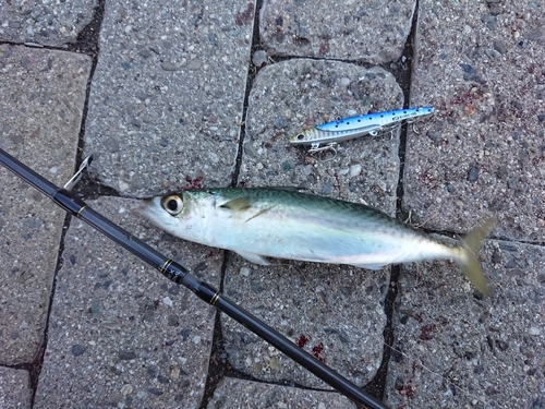 マサバの釣果