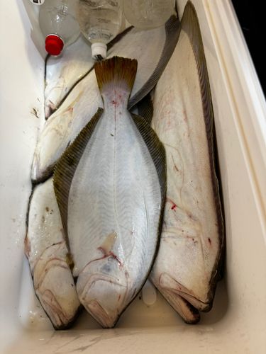 ヒラメの釣果