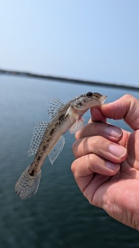 マハゼの釣果