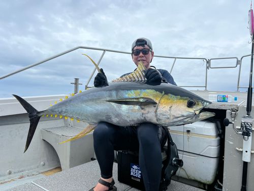 キハダマグロの釣果