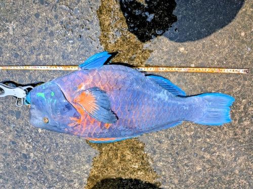 アオブダイの釣果