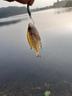 ブルーギルの釣果