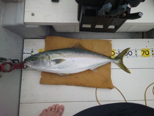 ワラサの釣果