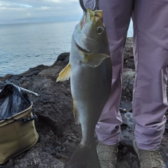 イサキの釣果