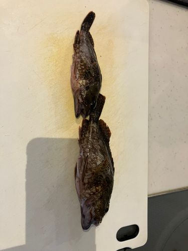 アラカブの釣果