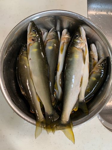 アユの釣果