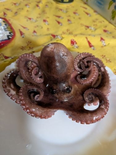 マダコの釣果