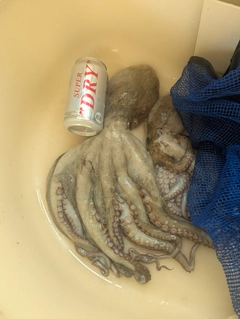 タコの釣果
