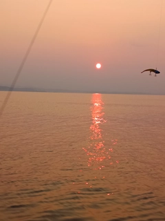スズキの釣果