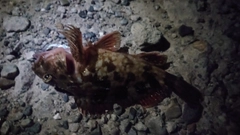 アラカブの釣果