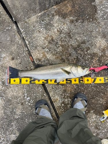シーバスの釣果