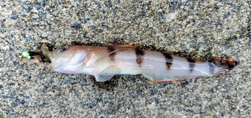 リュウグウハゼの釣果