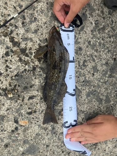 アイナメの釣果