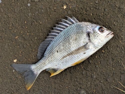 キチヌの釣果