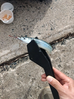 サヨリの釣果