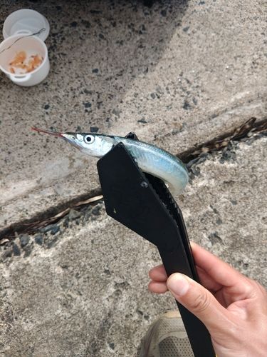 サヨリの釣果