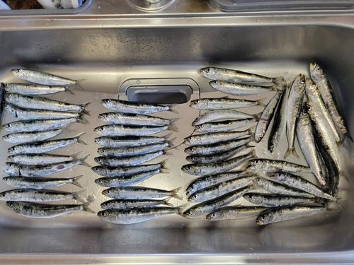 マイワシの釣果