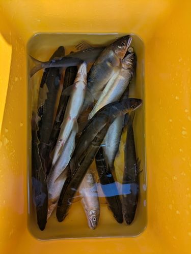 アユの釣果