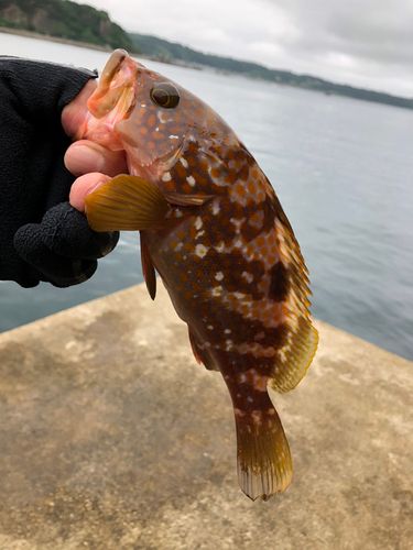 キジハタの釣果
